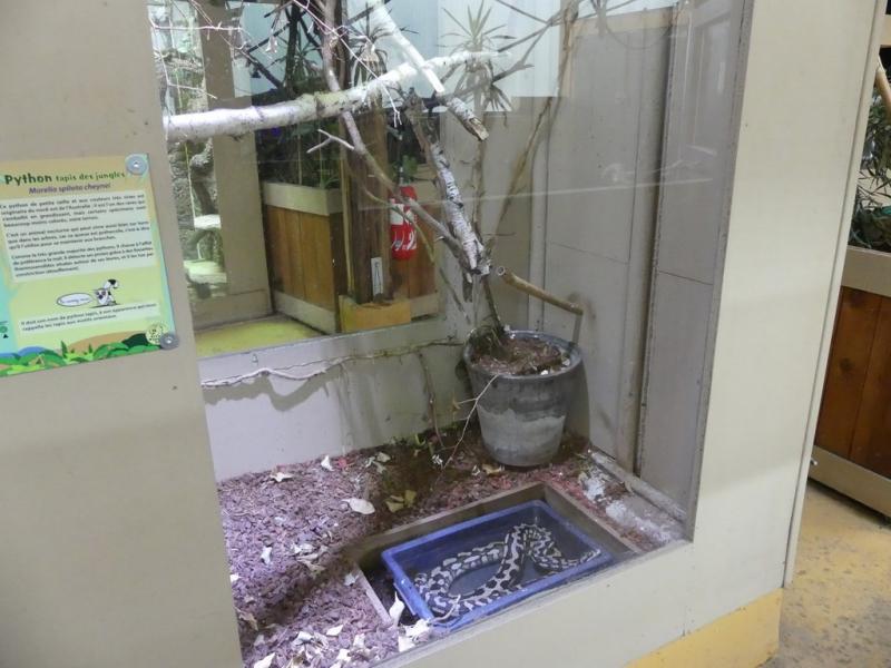 Python tapis des jungles