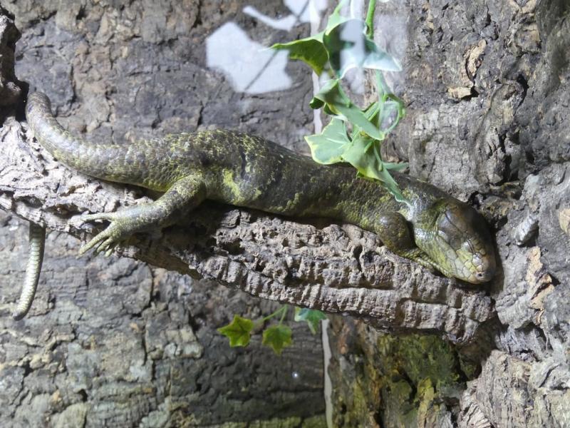 Scinque des îles Salomon