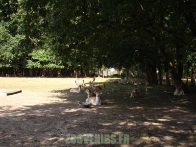 Daim moucheté - 2010