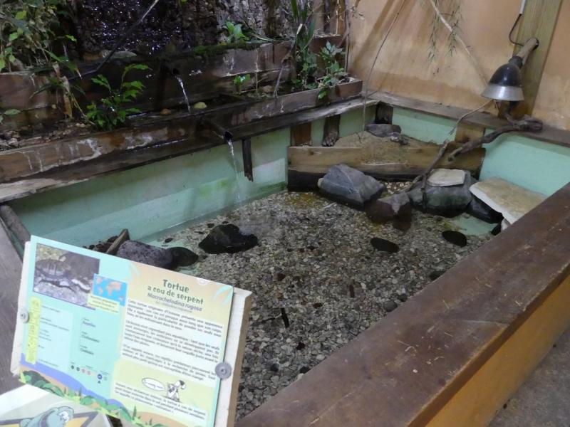 Tortue à cou de serpent