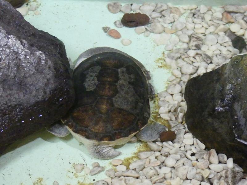 Tortue à cou de serpent