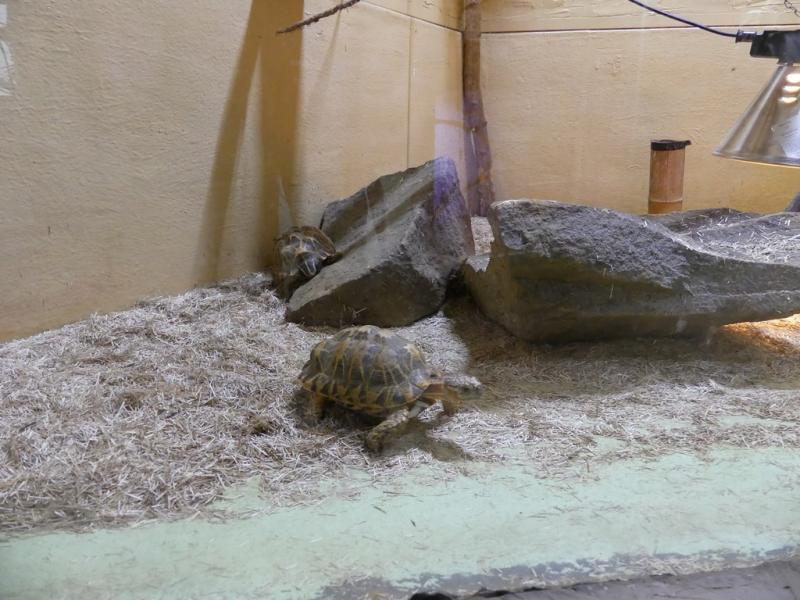 Tortue étoilé d'Inde