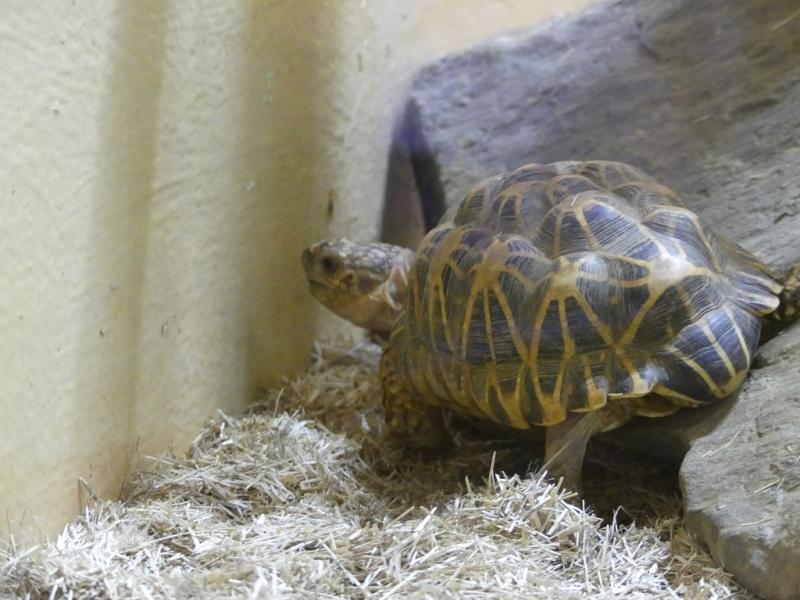 Tortue étoilé d'Inde