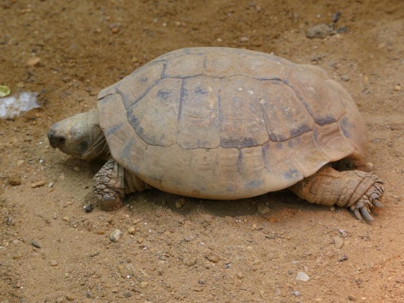 Tortue mauresque