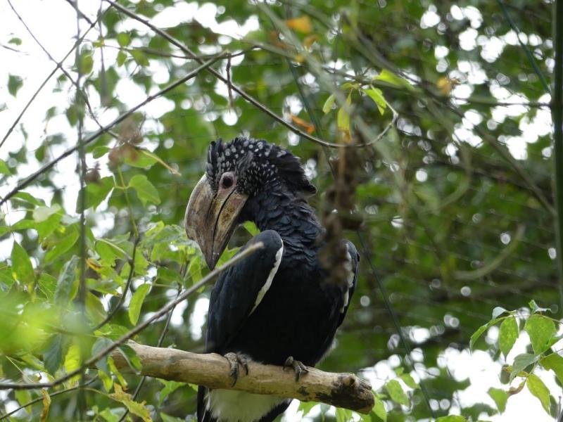 Calao à joues argentées