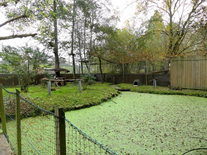 Calao à joues argentées