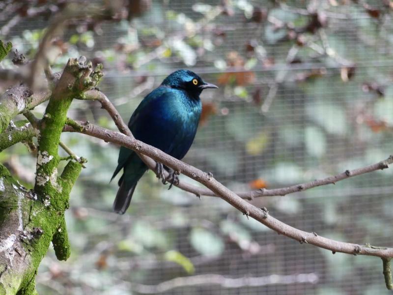 Choucador de Swainson