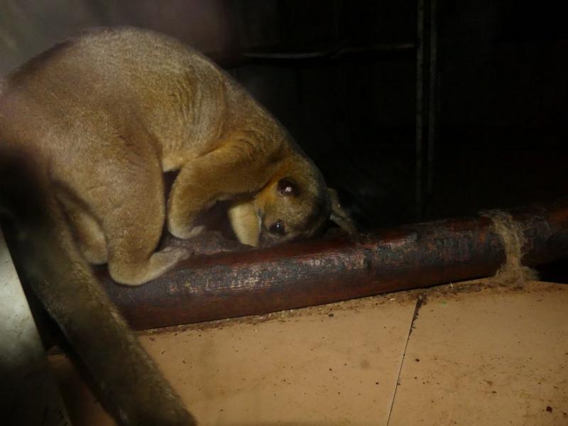 Kinkajou