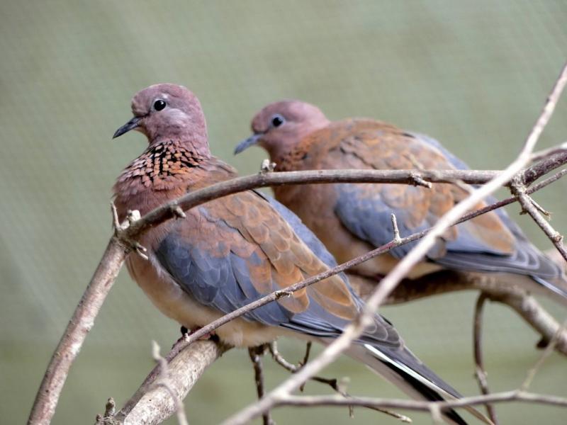 Tourterelle maillée