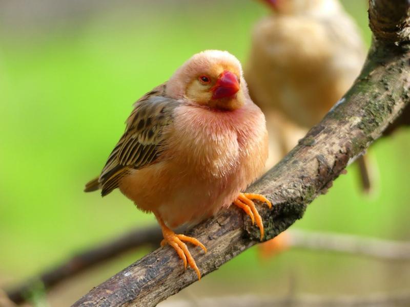 Travailleur à bec rouge