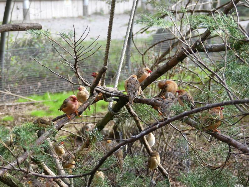 Travailleur à bec rouge