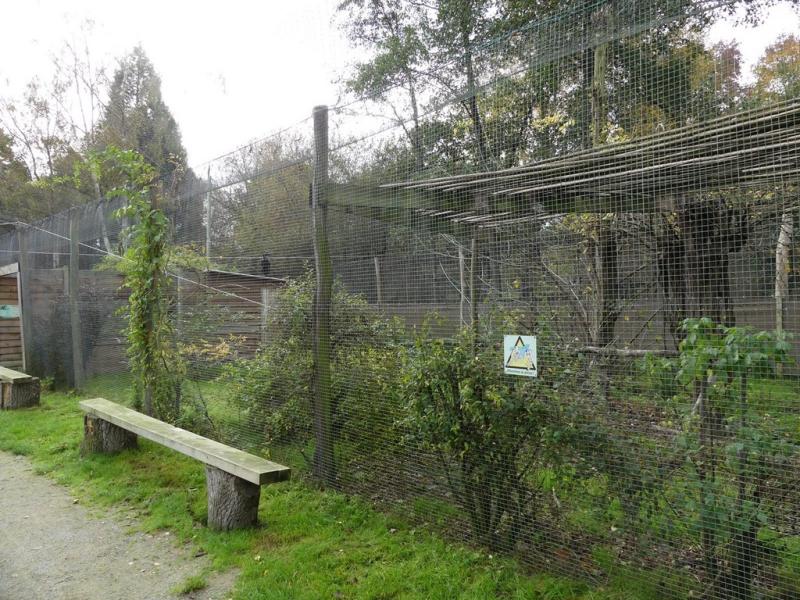 Bucorve d'Abyssinie (2)