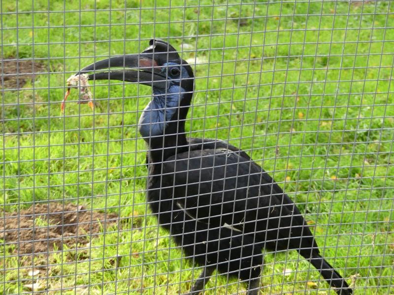 Bucorve d'Abyssinie (3)