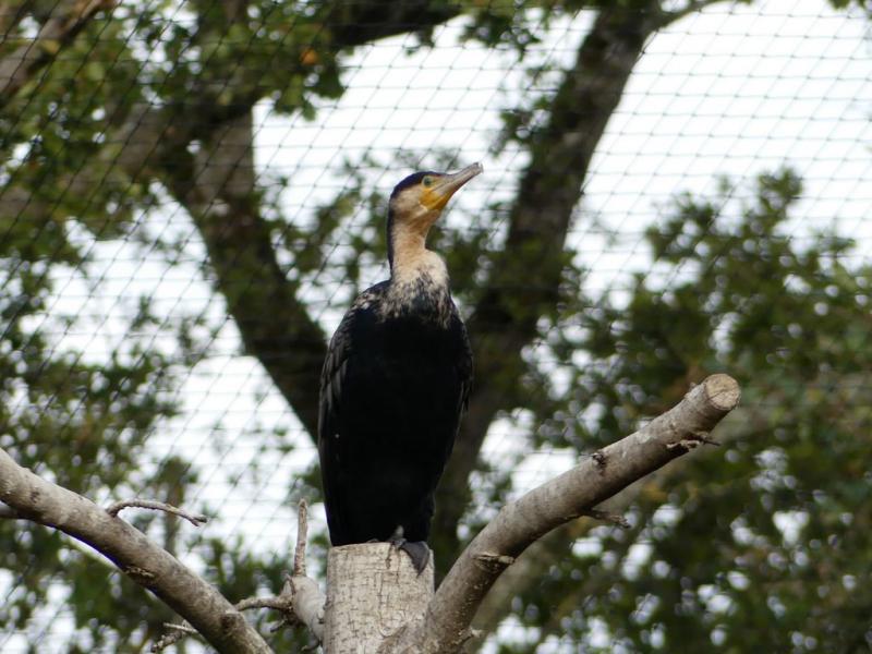 Cormoran à poitrine blanche