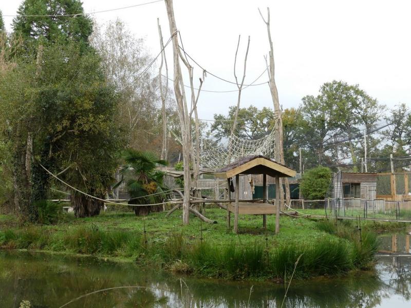 Gibbon à mains blanches