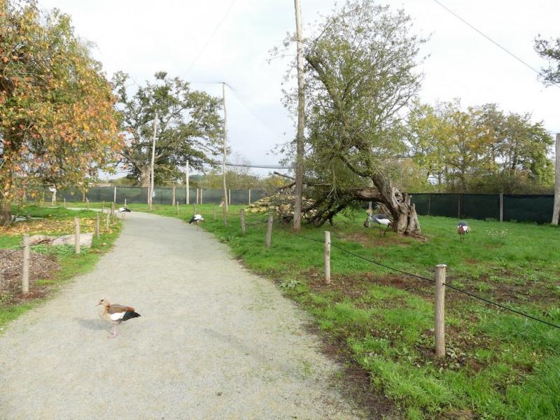 Grande volière africaine