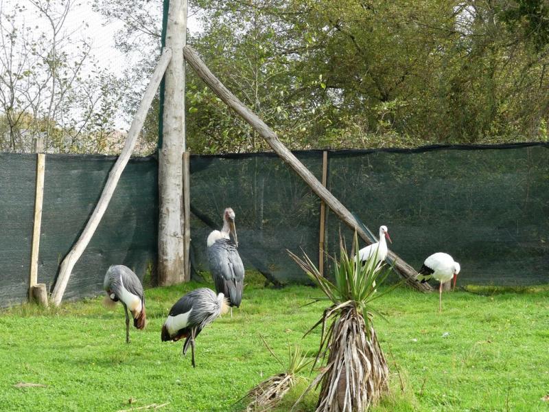 Grande volière africaine