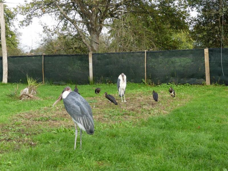 Grande volière africaine