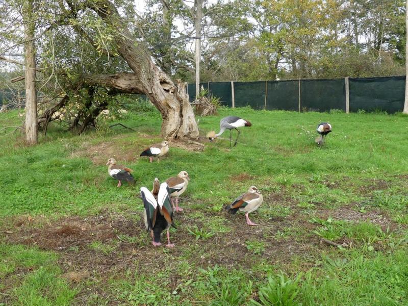 Grande volière africaine