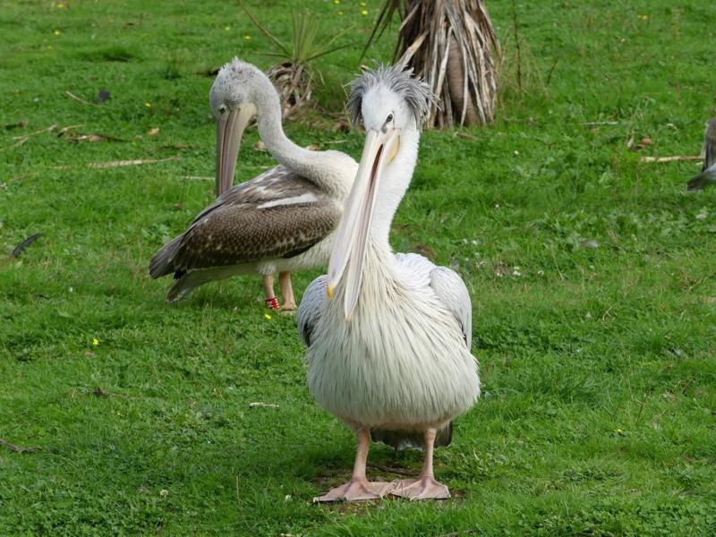 Pélican à dos rosé