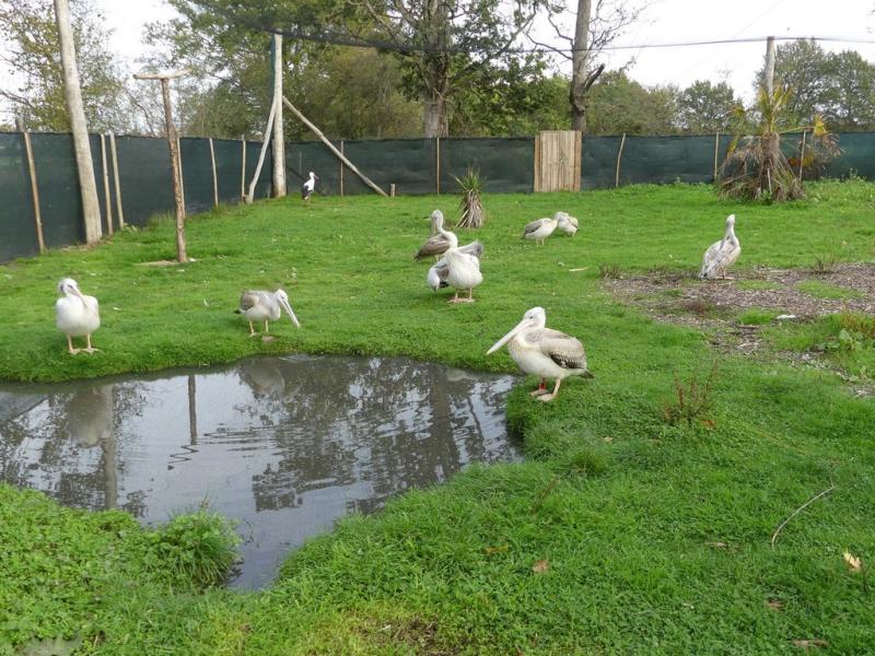 Pélican à dos rosé