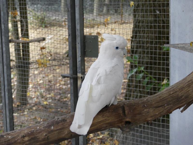 Cacatoès de Ducorps