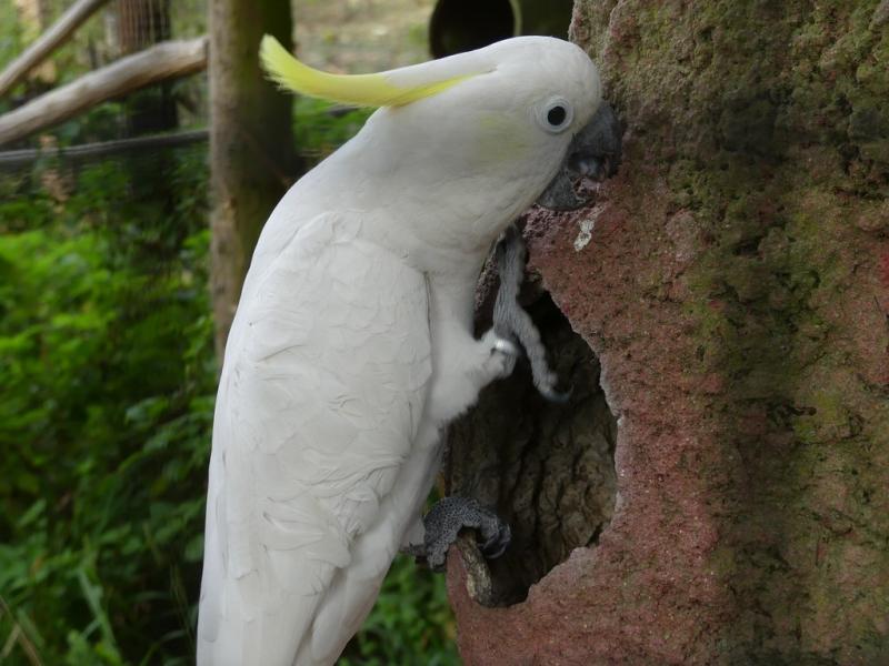 Cacatoes huppe jaune