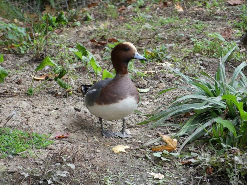 Canard siffleur