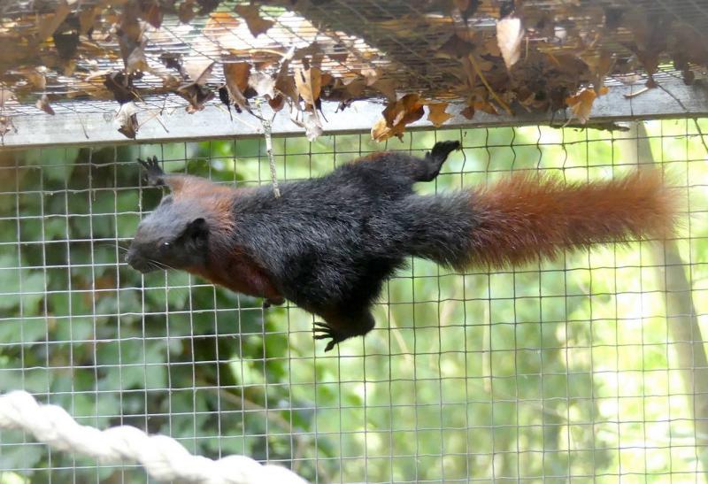 Ecureuil de Birmanie