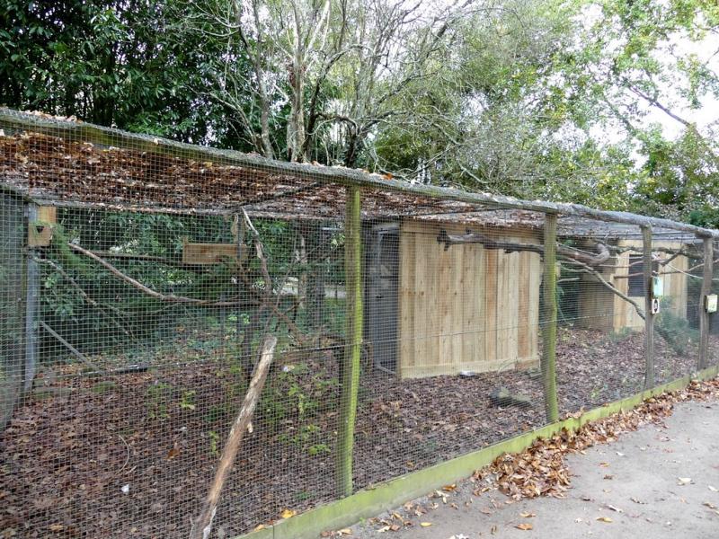 Ecureuil de Birmanie