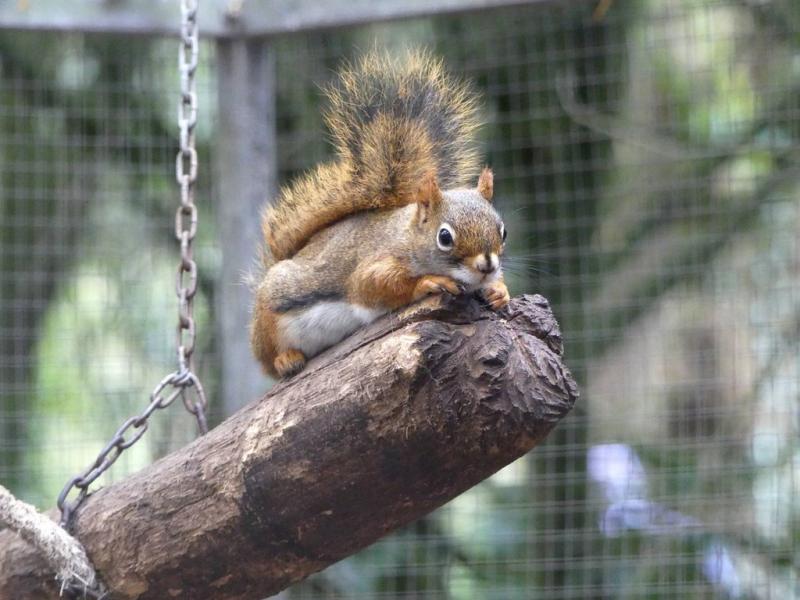 Ecureuil roux d'Amérique