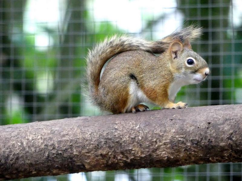Ecureuil roux d'Amérique