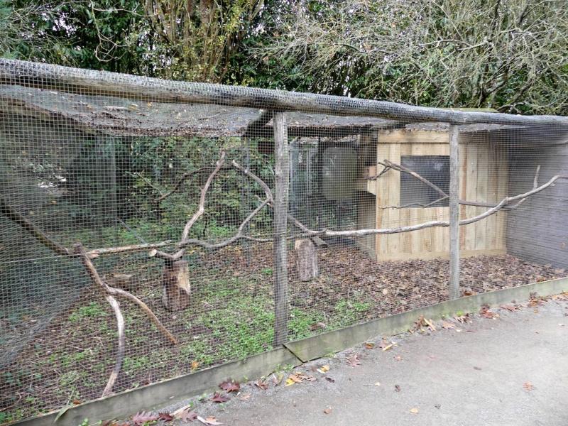 Ecureuil roux d'Amérique