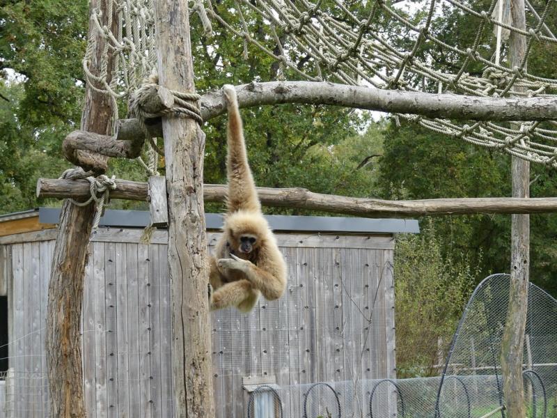 Gibbon à mains blanches
