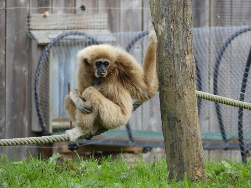 Gibbon à mains blanches
