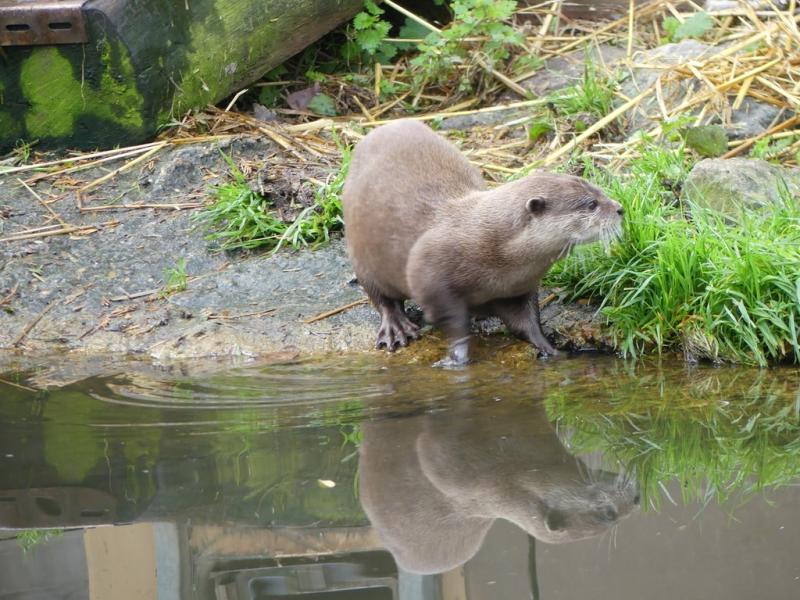 Loutre d'Asie