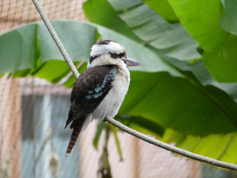 Martin chasseur géant