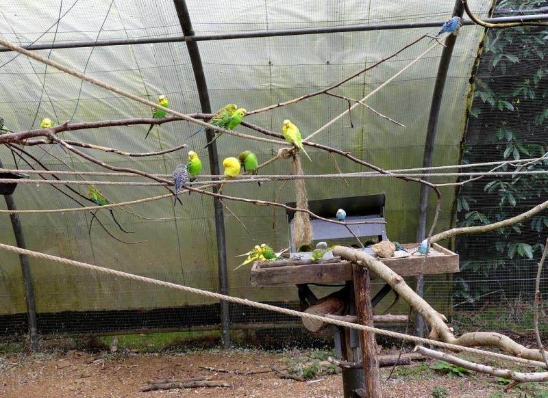 Volière australienne