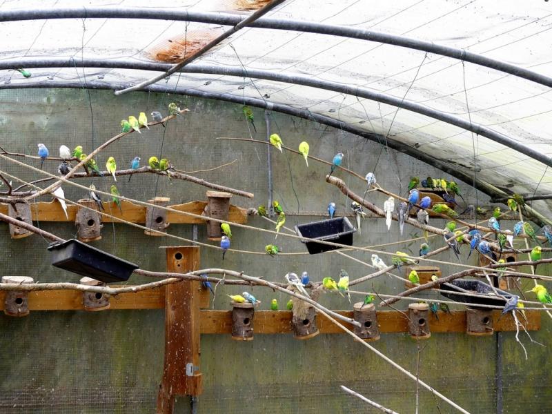 Volière australienne