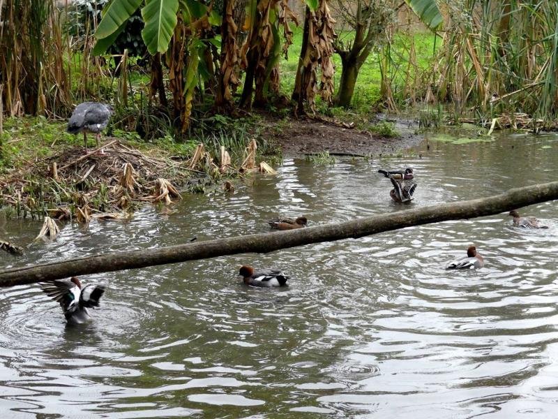 Volière des Kamichis