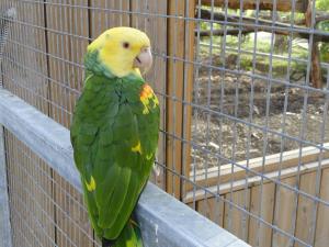 Amazone à front jaune