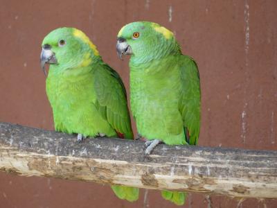 Amazone à nuque d'or - 2022