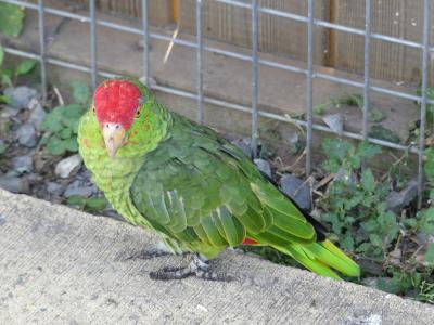 Amazonne à joues vertes - 2022