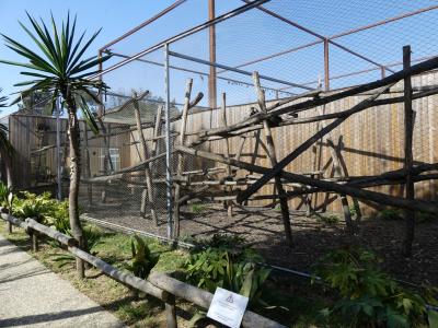 Capucin à poitrine jaune - 2022