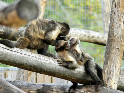 Capucin à poitrine jaune - 2022