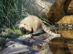 Coati roux