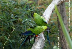 Conure nanday