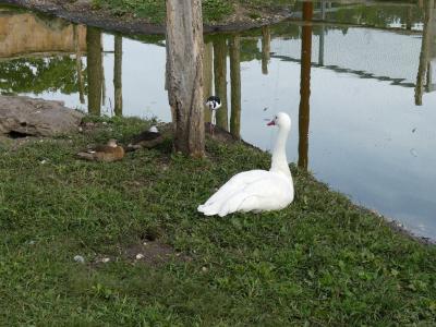 Cygne coscoroba - 2022