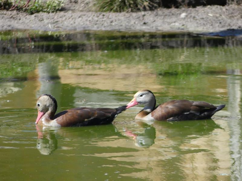 Dendrocygne à ventre noir