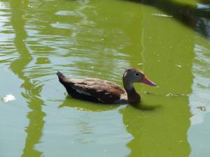 Dendrocygne à ventre noir